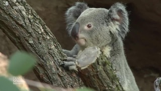 Ein Koala