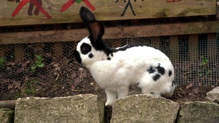 Ein schwarz-weißes Kaninchen im Tiergarten Ulm