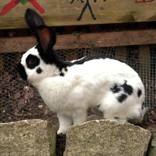 Ein schwarz-weißes Kaninchen im Tiergarten Ulm