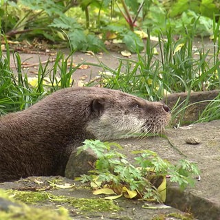 Ein Otter hat sein Kinn auf einem Stein abgelegt