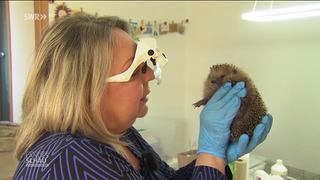 Gabriele Popp untersucht einen Igel