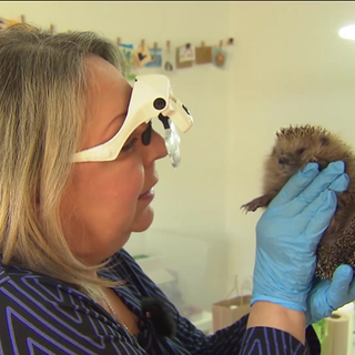 Gabriele Popp untersucht einen Igel