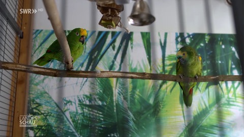 Papageien