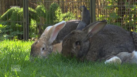 Petras Kaninchenbande