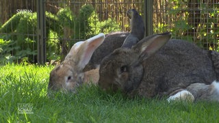 Petras Kaninchenbande