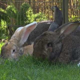 Petras Kaninchenbande