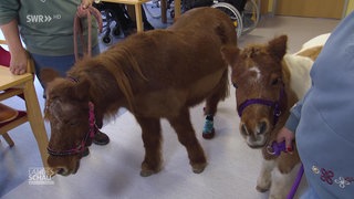 Ponys im Pflegeheim?