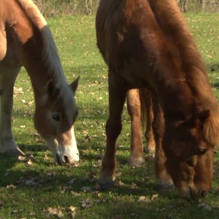 Zwei Pferde auf der Wiese