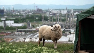Ein Schaf steht auf einer Wiese im Mannheimer Hafen