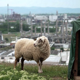 Ein Schaf steht auf einer Wiese im Mannheimer Hafen