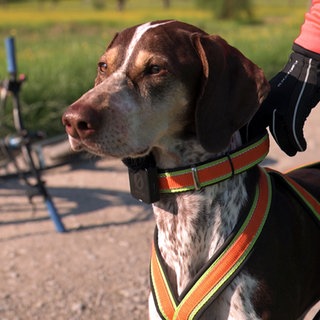 Hündin Shilo trägt Zuggeschirr. Neben ihr liegt ein Dog-Scooter.