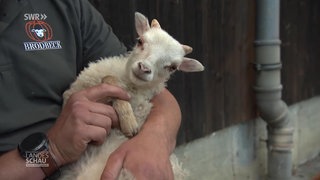 Ein kleines Lämmchen auf dem Arm eines Tierpflegers