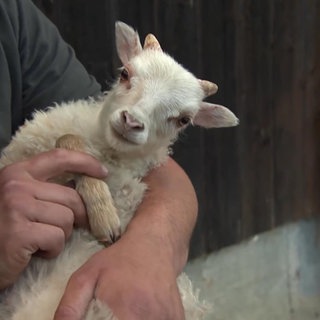 Ein kleines Lämmchen auf dem Arm eines Tierpflegers