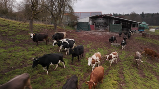Kühe laufen vom Stall zu einer Wiese