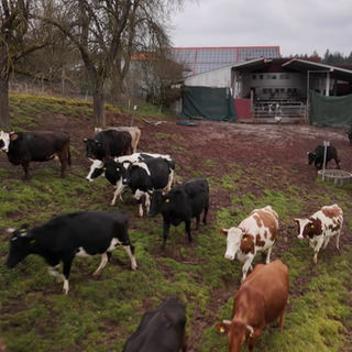 Kühe laufen vom Stall zu einer Wiese