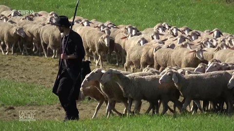 Wildberger Schäfer mit Schafen