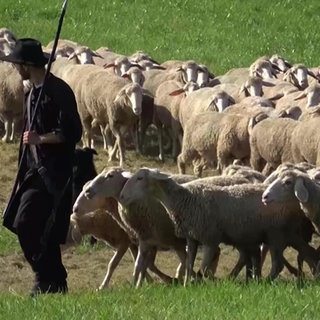 Wildberger Schäfer mit Schafen