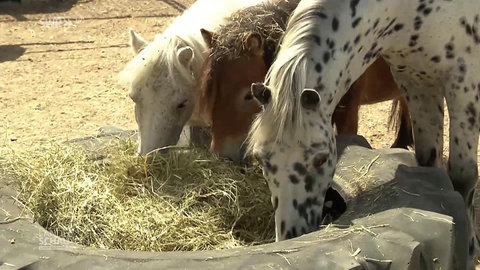Ponys