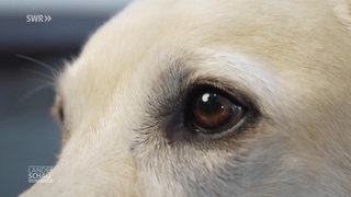 Nahaufnahme von Hund Rico