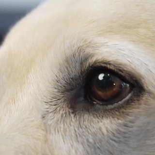 Nahaufnahme von Hund Rico