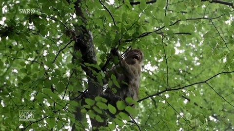 Ein Berberaffe sitzt in einem Baum