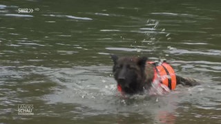 Vom türkischen Straßenhund zum schwäbischen Rettungshund