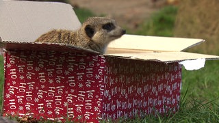 Ein Erdmännchen sitzt im Heidelberger Zoo in einem Weihnachtspäckchen