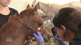Eine Frau untersucht ein Fohlen