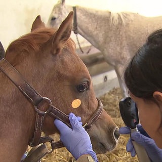 Eine Frau untersucht ein Fohlen