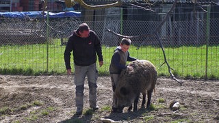 Dennis Renschler und sein Sohn stehen mit einem Wildschwein in einem umzäunten Gehege.