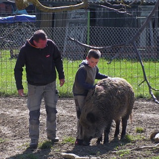 Dennis Renschler und sein Sohn stehen mit einem Wildschwein in einem umzäunten Gehege.