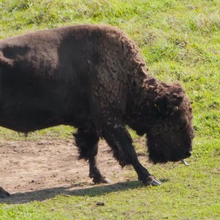 Ein Bison auf einer Wiese