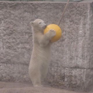 Eisbär-Baby Mika spielt mit einem Ball