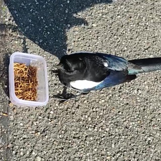 Zutrauliche Elster wird vermisst