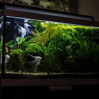 Aquaarium mi Pflanzen und Fischen