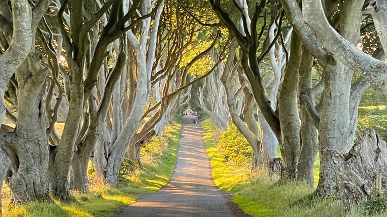 "The Dark Hedges, Nordirland" | Urlaubsfotos 2025