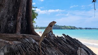 Sandra aus Gücklingen schreibt uns zu ihrem Bild "Echsi": "Es war unser letzter Tag in Khao Lak an einem wunderschönen Strand. Und da saß das tierische Geschöpf, wie ein Sonnenanbeter. Blick Richtung Meer gerichtet, völlig entspannt und bewegte sich keinen Millimeter. Selbst mein drumherum Gekrabbel und Geknipse von allen Seiten schien sie völlig kalt zu lassen."