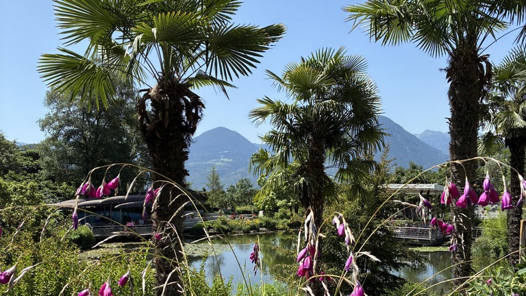 Elke aus Weiler schreibt uns zu ihrem Bild "Gärten von Meran ": Traumhafte Gärten in Meran, wunderschön, immer ein Besuch wert!
