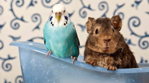 Haustieren bei Hitze helfen | Blauer Wellensittich und US-Teddy-Meerschweinchen in einer Minibadewanne
