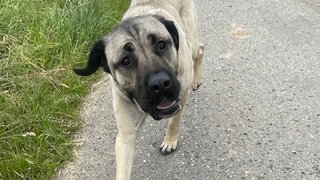Kangal-Hündin Mira und ihre Welpen haben ein neues Leben