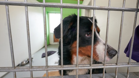 In die Tierpension oder zu Freunden?  Wohin mit dem Haustier im Urlaub