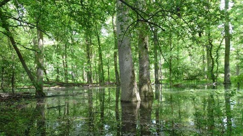 Wandern in Rheinhessen – Auwald am Rhein