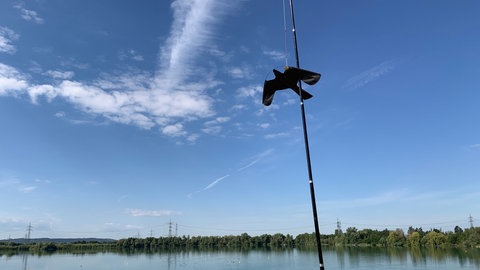 Ein Gummiadler soll Gänse am Hardtsee vertreiben