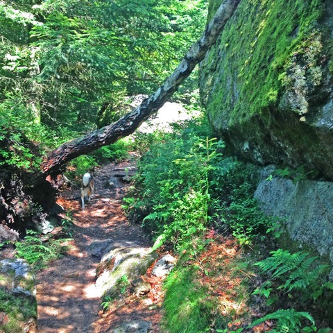 Der Luchspfad im Nordschwarzwald