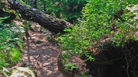 Der Luchspfad im Nordschwarzwald