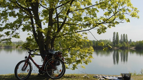Badesee in der Nähe von Otterstadt. Wir empfehlen 10 schöne Hundestrände in Baden-Württemberg zum Baden mit Hund.