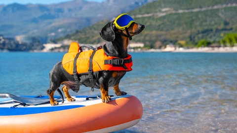 Dackel steht auf einem Stand Up Paddle und trägt eine Schwimmweste und eine Sonnenbrille. Wir empfehlen 10 schöne Hundestrände in Baden-Württemberg zum Baden mit Hund.