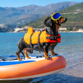 Dackel steht auf einem Stand Up Paddle und trägt eine Schwimmweste und eine Sonnenbrille. Wir empfehlen 10 schöne Hundestrände in Baden-Württemberg zum Baden mit Hund.