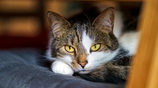 Tipps rund um die Katze: FAQ. Ernährung, Gesundheit, Alltag. Was essen Katzen? Warum schnurren Katzen? Was ist giftig für Katzen?