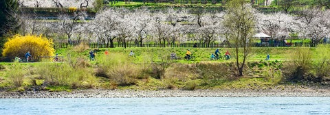 Marillenblüte am Donauradweg in Bacharnsdorf in der Wachau. Wir haben schöne Radwege und Radtouren in Baden-Württemberg gesammelt.